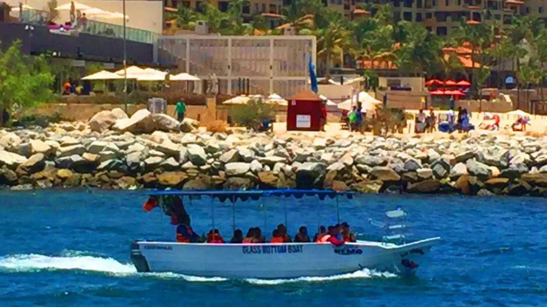 Primeras ballenas en los cabos